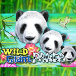 wild_giant_panda